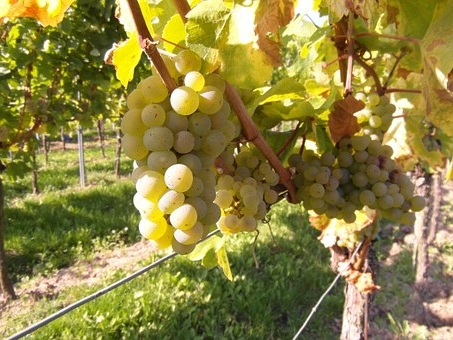 Quel est le cépage le plus répandu dans le vignoble bordelais ?