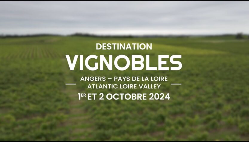 les vignobles de loire, destination phare de l’oenotourisme